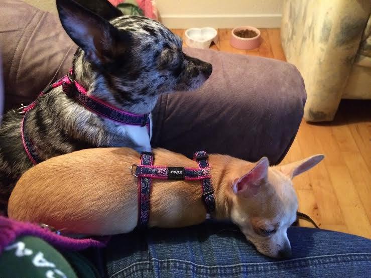 Chihuahua High Fly Blue Sky (Shizuka) billede 9