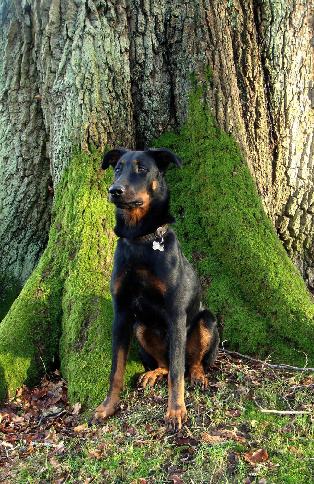 Beauceron Woodt Light Cooper billede 7