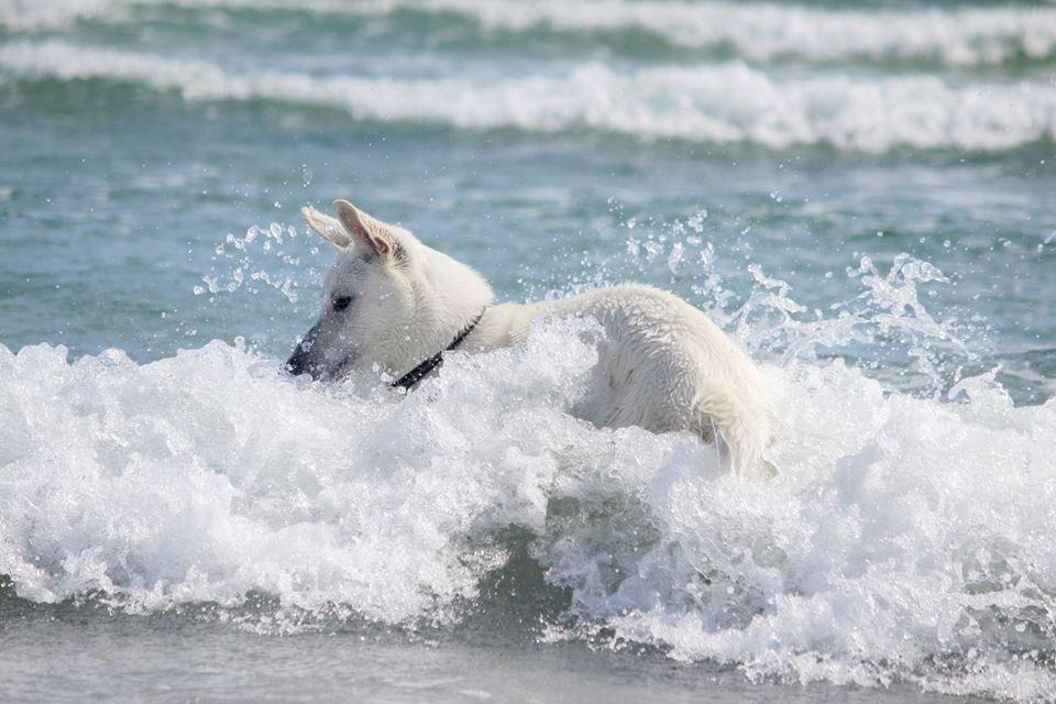 Hvid Schweizisk Hyrdehund Lobo billede 24