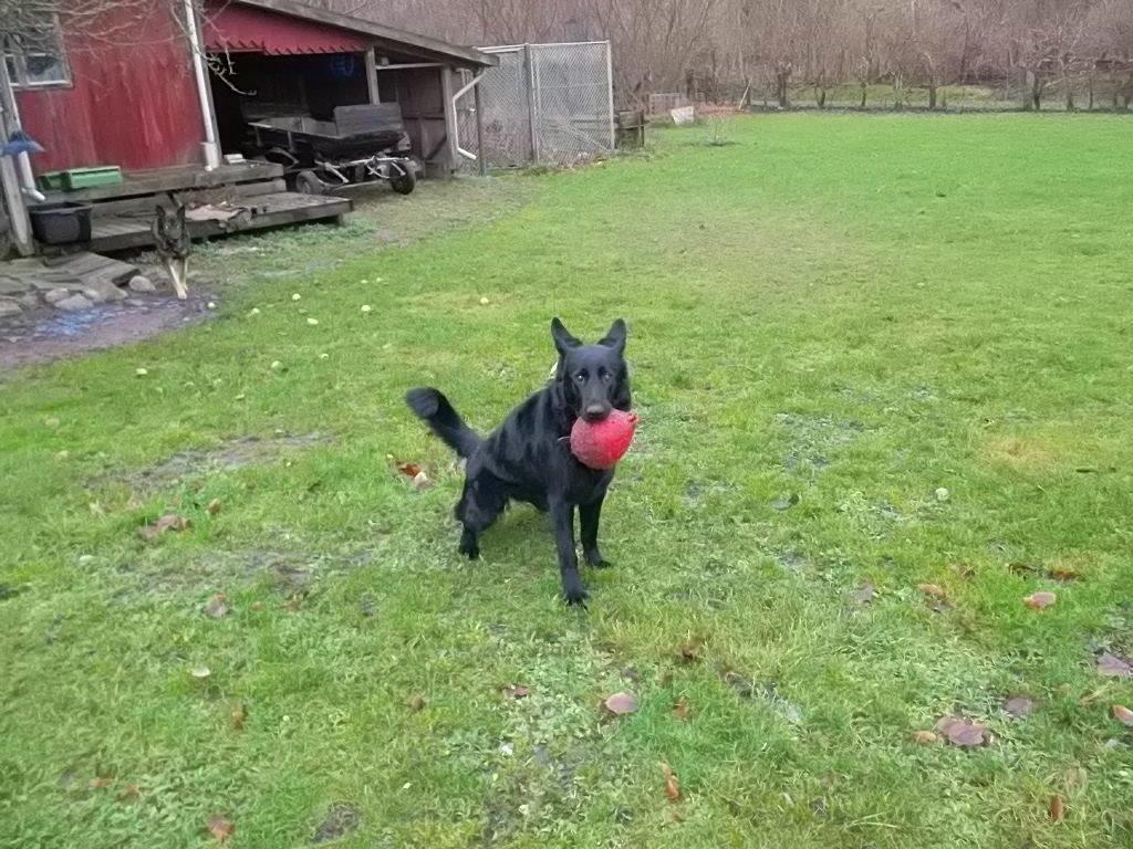 Schæferhund Luna billede 12