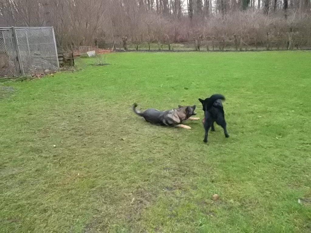 Schæferhund Luna billede 13