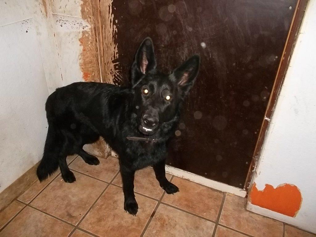 Schæferhund Luna billede 14