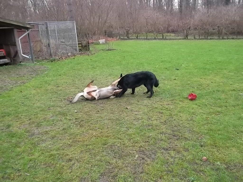 Schæferhund Luna billede 15