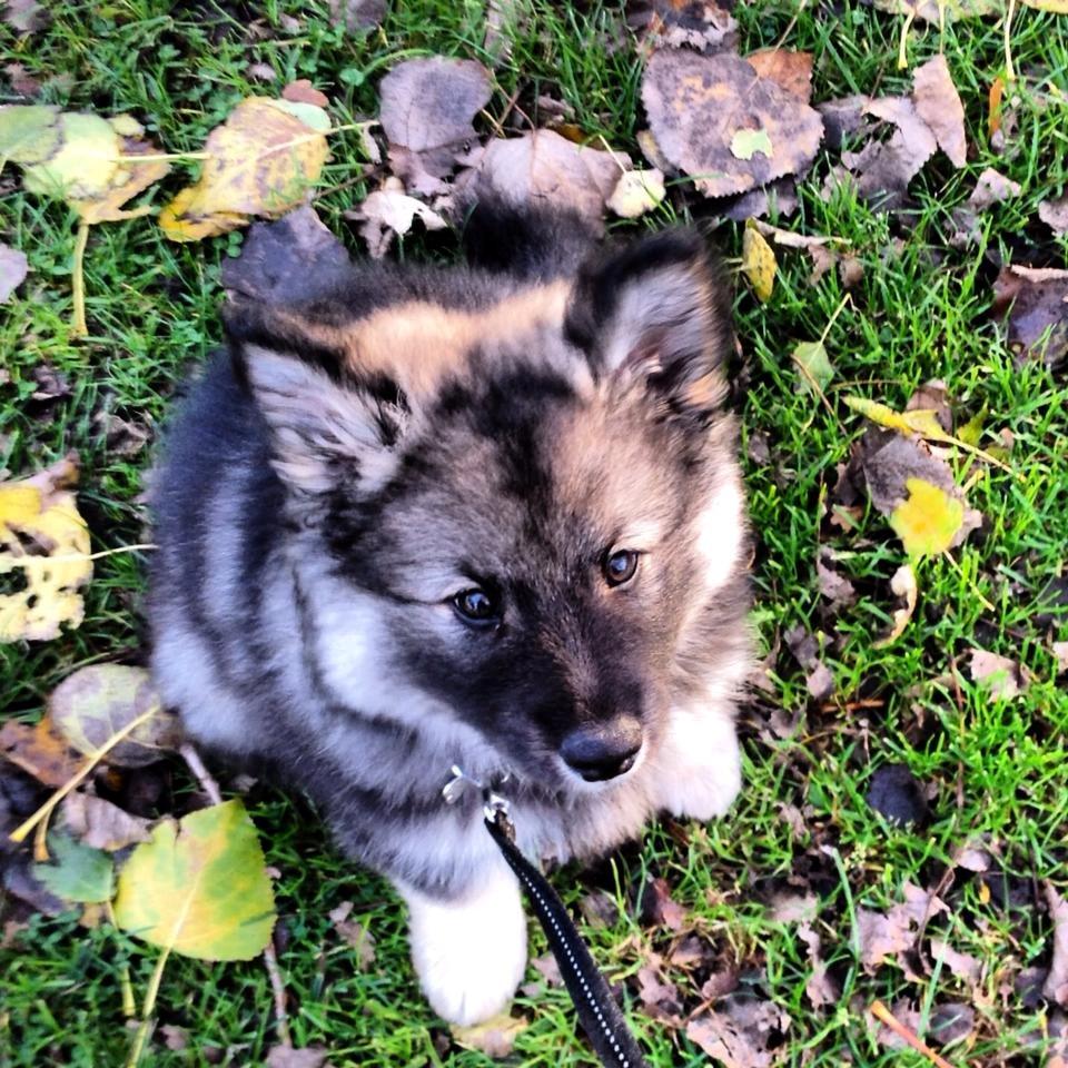 Finsk lapphund Kenzo - Min smukke hund <3 11 uger. billede 7
