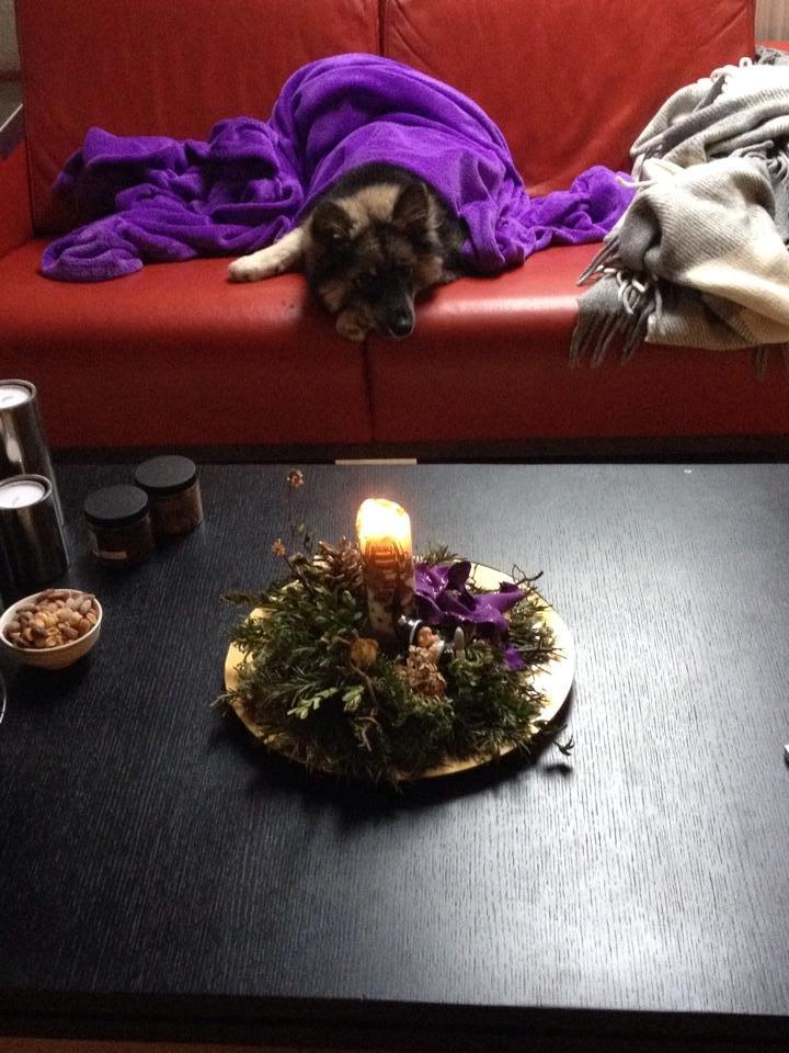 Finsk lapphund Kenzo - Så blev Kenzo så stor, at han selv kan hoppe op i sofaen :) hvor han (åbenbart?) sover hver eneste nat, efter han kom ud af soveværelset :) billede 9