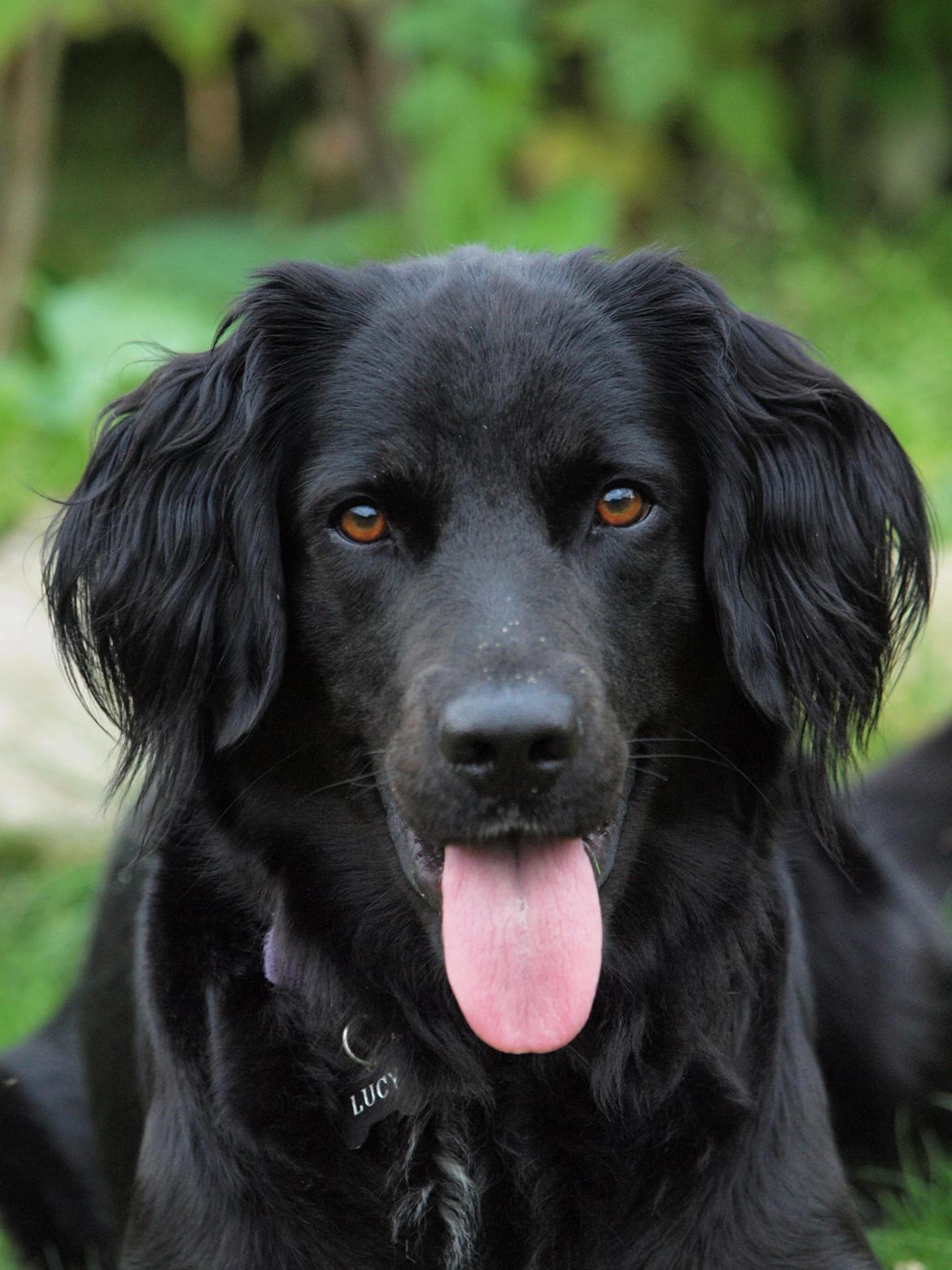 Blanding af racer Lucy billede 15