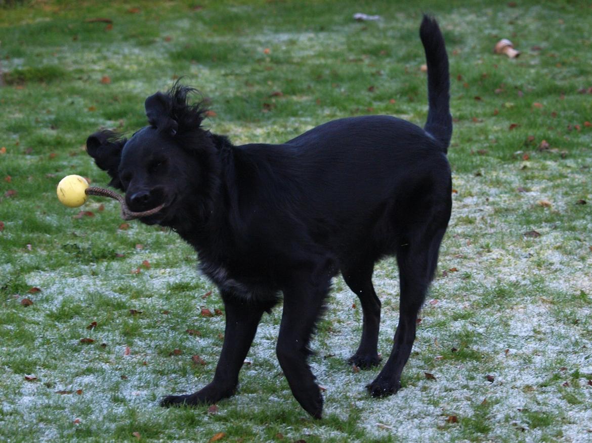 Blanding af racer Lucy billede 16