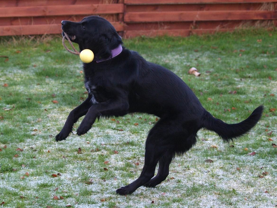 Blanding af racer Lucy billede 17