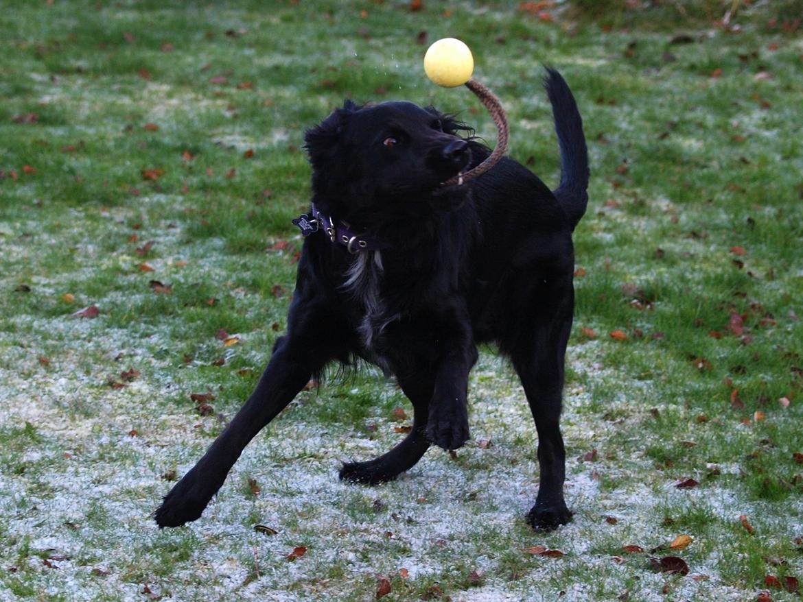 Blanding af racer Lucy billede 18