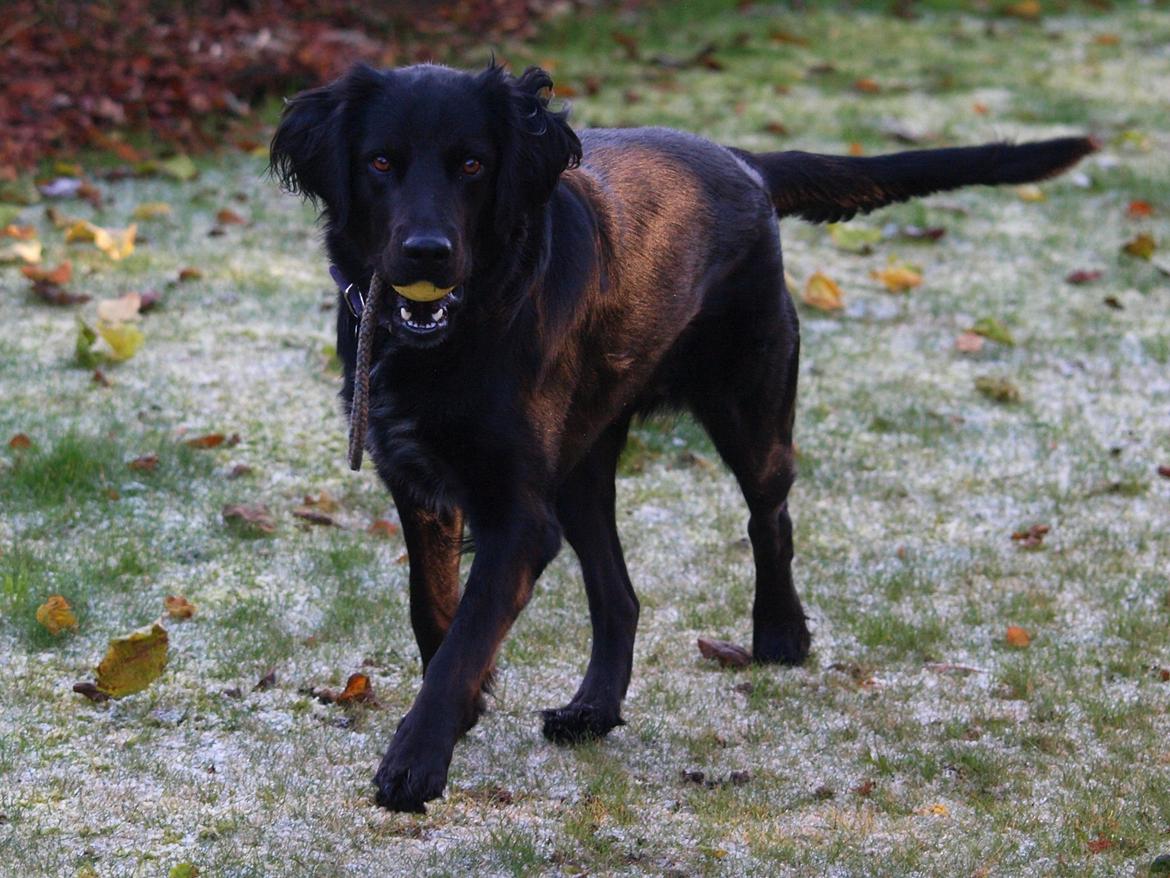 Blanding af racer Lucy billede 19