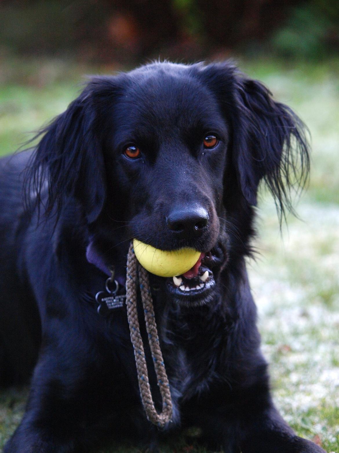 Blanding af racer Lucy billede 20