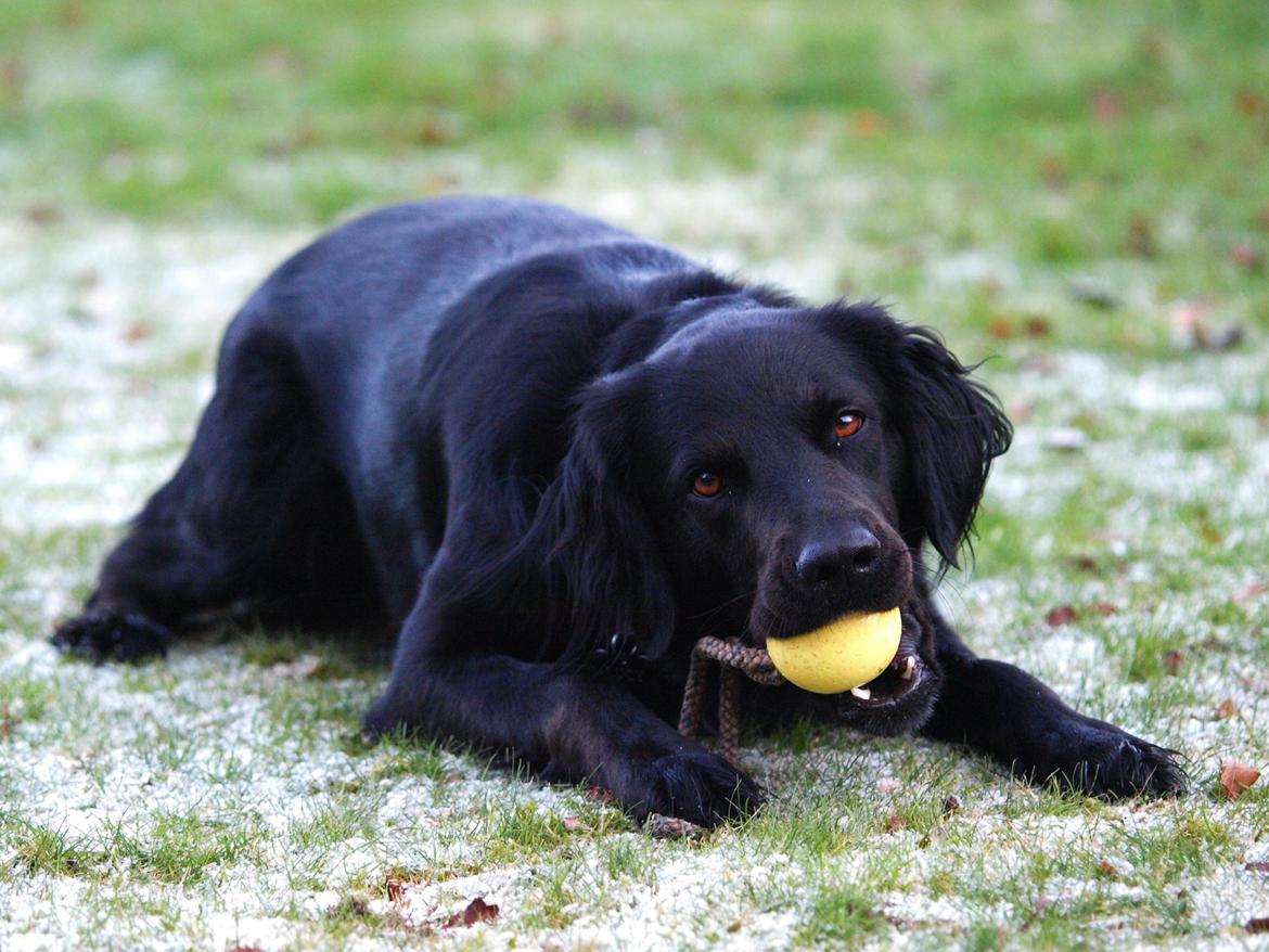 Blanding af racer Lucy billede 21