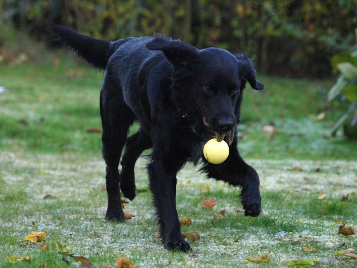 Blanding af racer Lucy billede 22