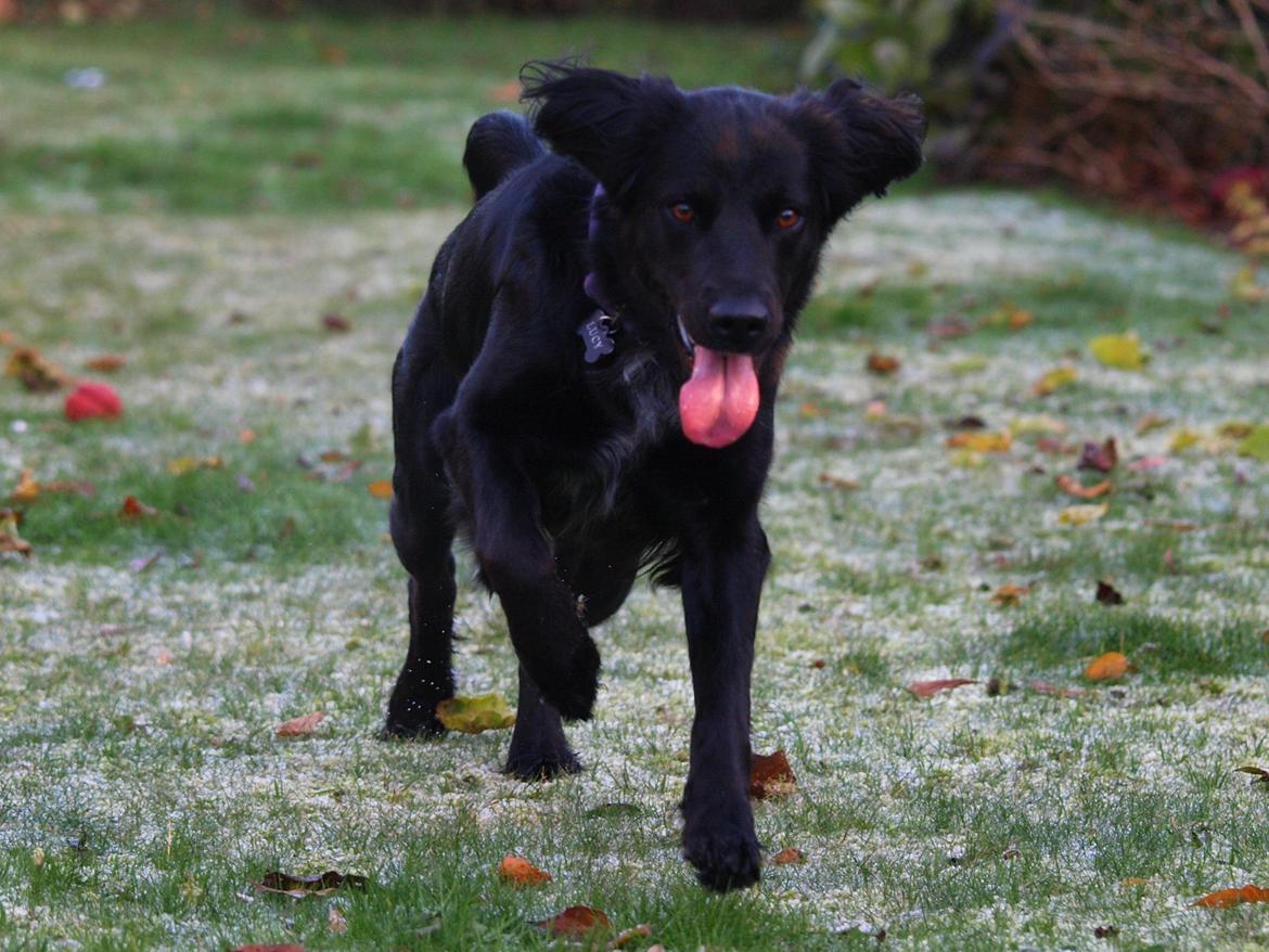 Blanding af racer Lucy billede 23