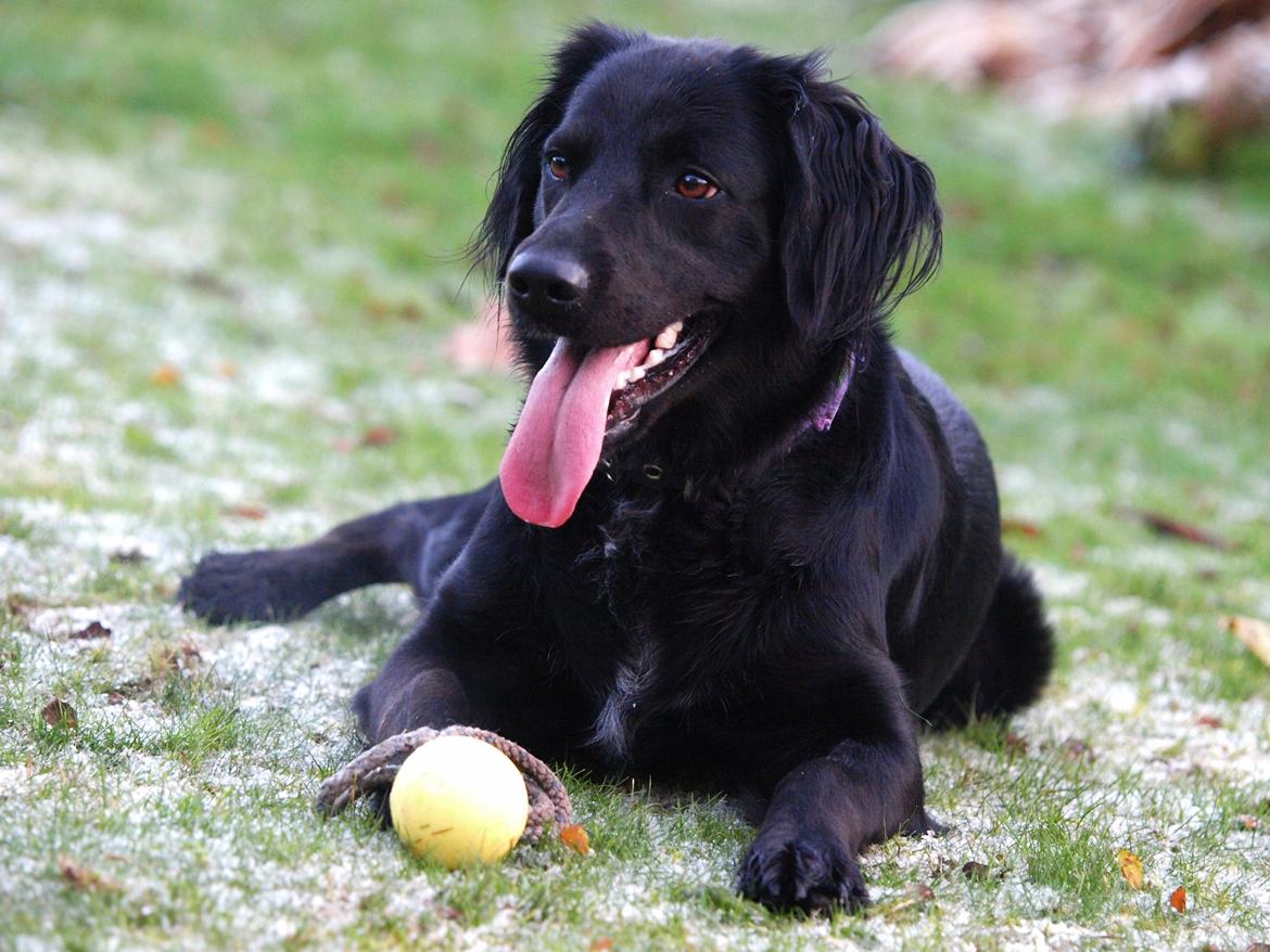 Blanding af racer Lucy billede 24