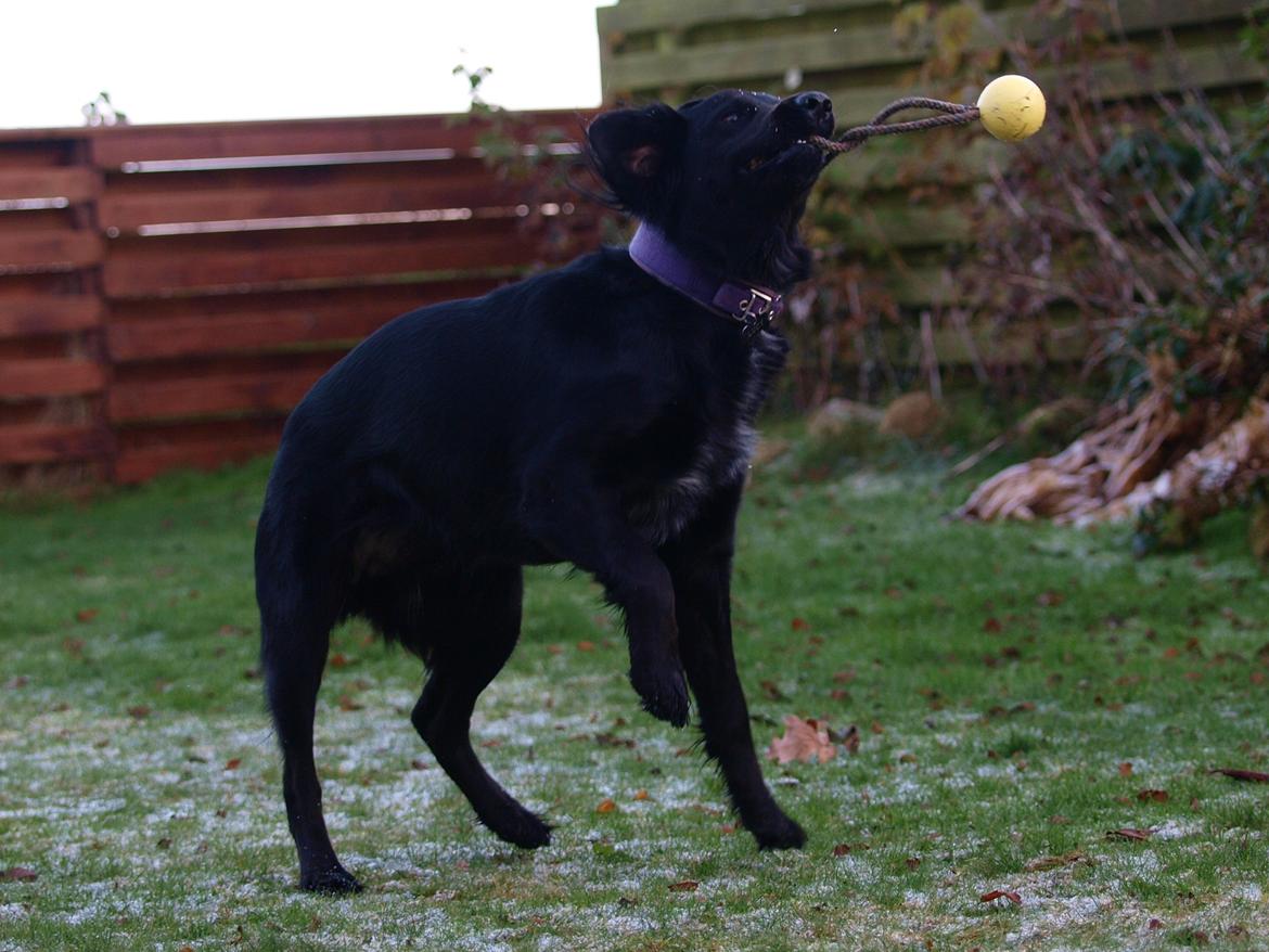 Blanding af racer Lucy billede 25