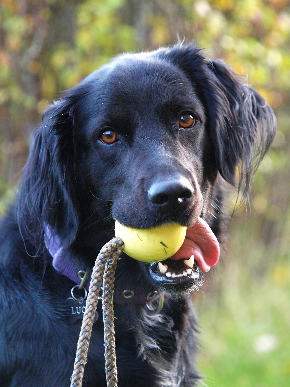 Blanding af racer Lucy billede 26