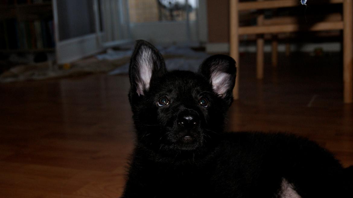 Schæferhund Jen-Ager's Una *Skygge* - Baby Skygge 9 uger gammel billede 22