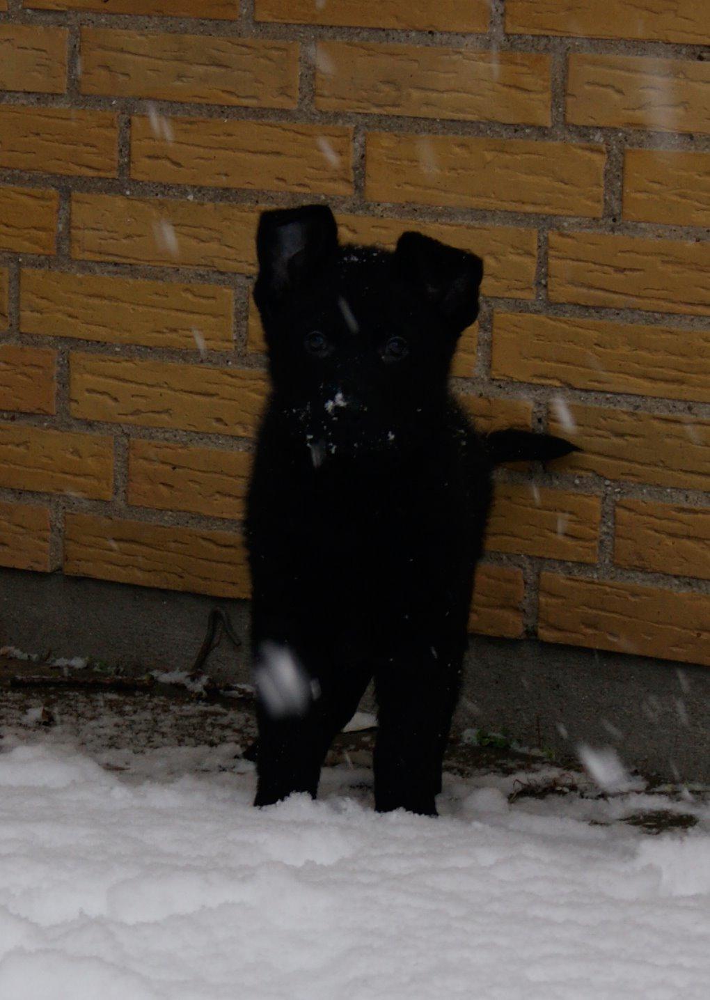 Schæferhund Jen-Ager's Una *Skygge* - Baby Skygges første sne billede 23
