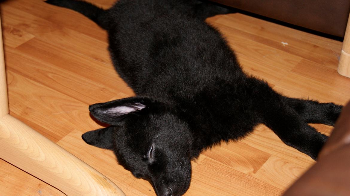 Schæferhund Jen-Ager's Una *Skygge* - Baby Skygge billede 21