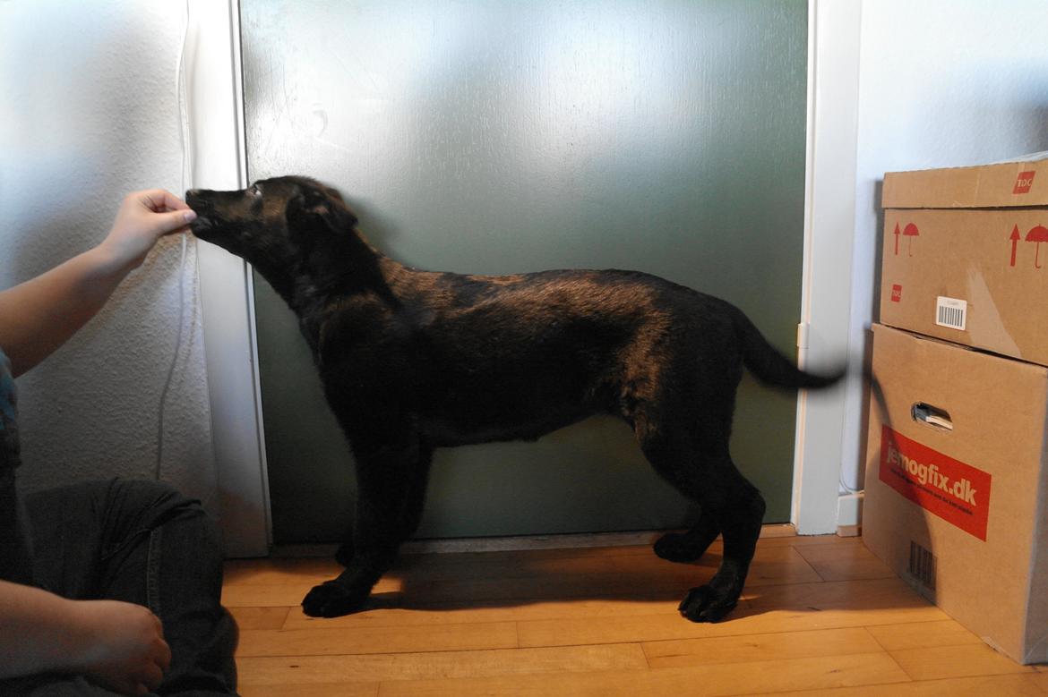 Schæferhund Jen-Ager's Una *Skygge* - 4 måneder gammel billede 19