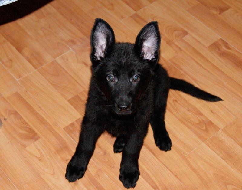 Schæferhund Jen-Ager's Una *Skygge* - Skygge hvalpen med ørerne oppe billede 20