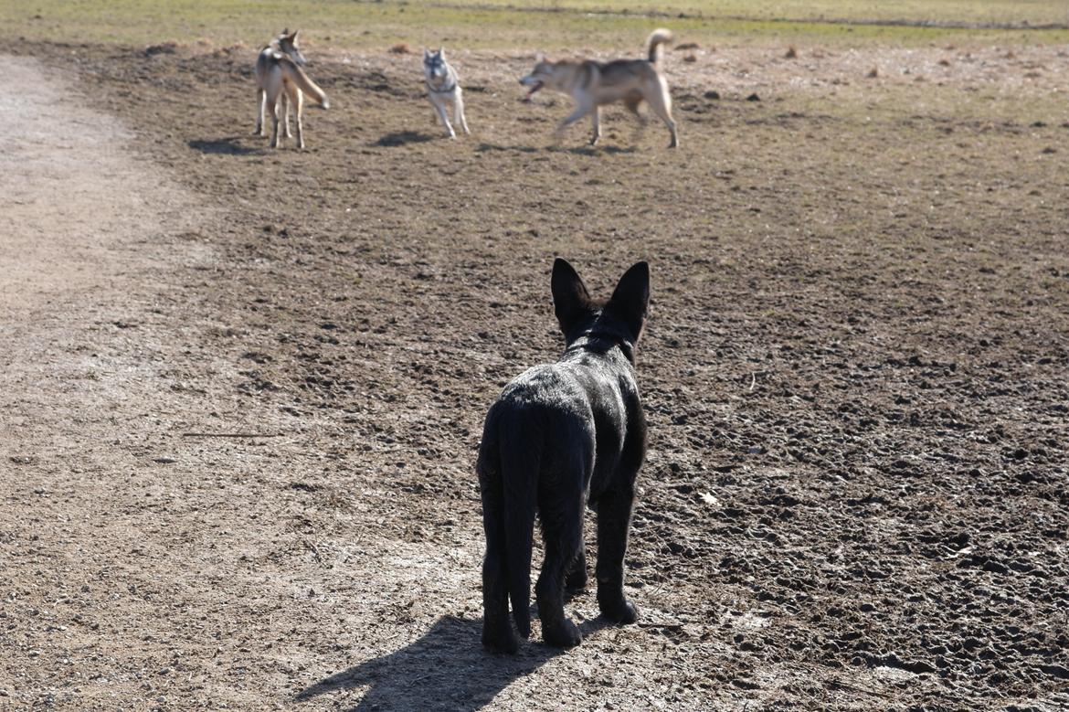 Schæferhund Jen-Ager's Una *Skygge* - Skygges første tur i Solbjerg Hundeskov sammen med Tamaskan Dogs; Yngwie, storesøster Sølve, og tyske Lilli samt bonus Tamaskan Luca billede 13