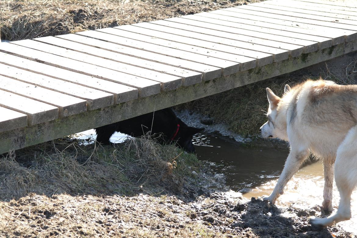 Schæferhund Jen-Ager's Una *Skygge* - Skygge gemmer sig under broen for Tamaskan Dog Yngwie  billede 14