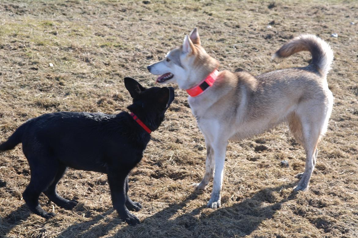 Schæferhund Jen-Ager's Una *Skygge* - Skygge hilser på tante Lilli der bor i Tyskland og er en Tamaskan Dog :) billede 15