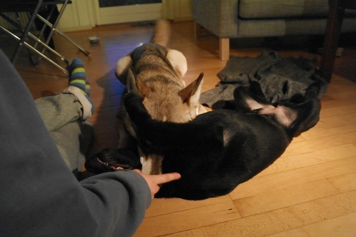 Schæferhund Jen-Ager's Una *Skygge* - Skygge og storesøster Sølve (Tamaskan Dog) leger "vildt" billede 16