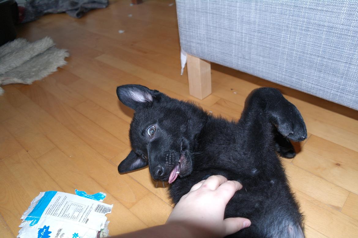 Schæferhund Jen-Ager's Una *Skygge* - Bølleskygge  billede 18