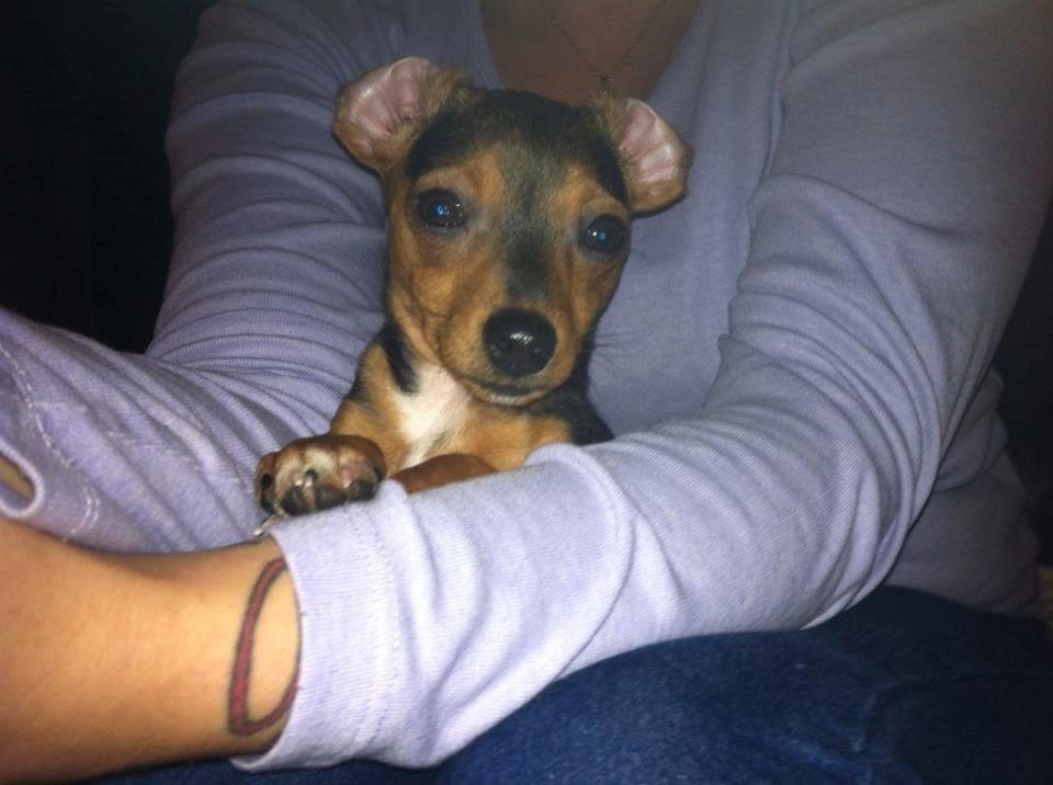 Blanding af racer Diego billede 6