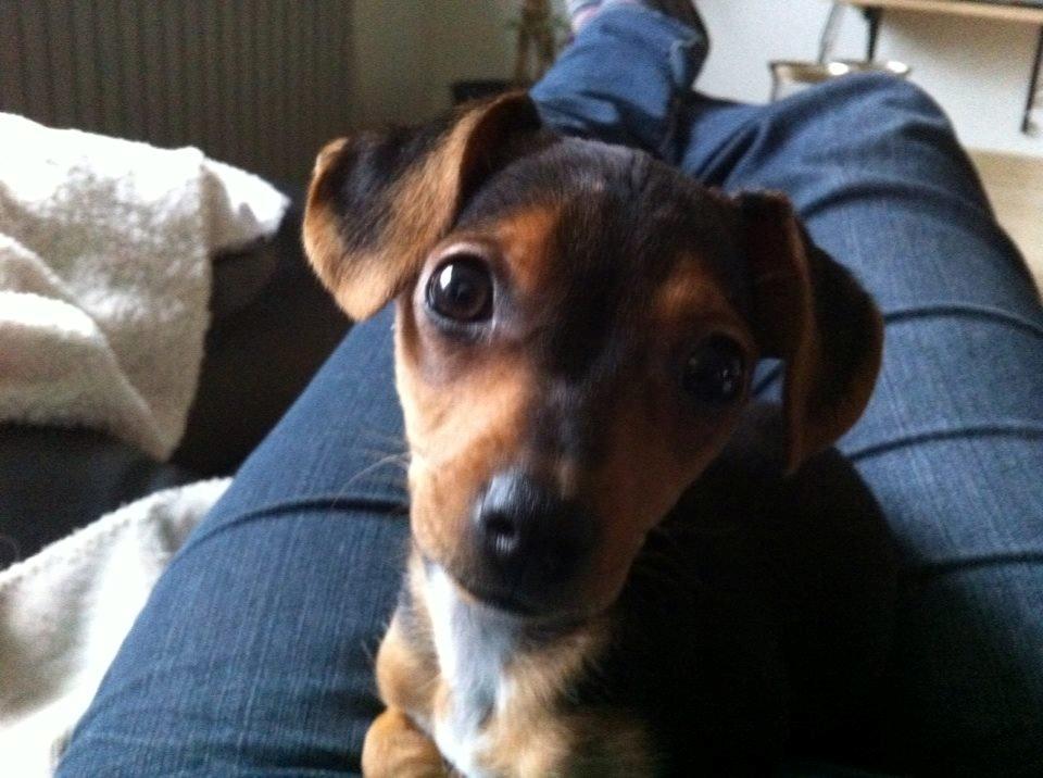 Blanding af racer Diego billede 4