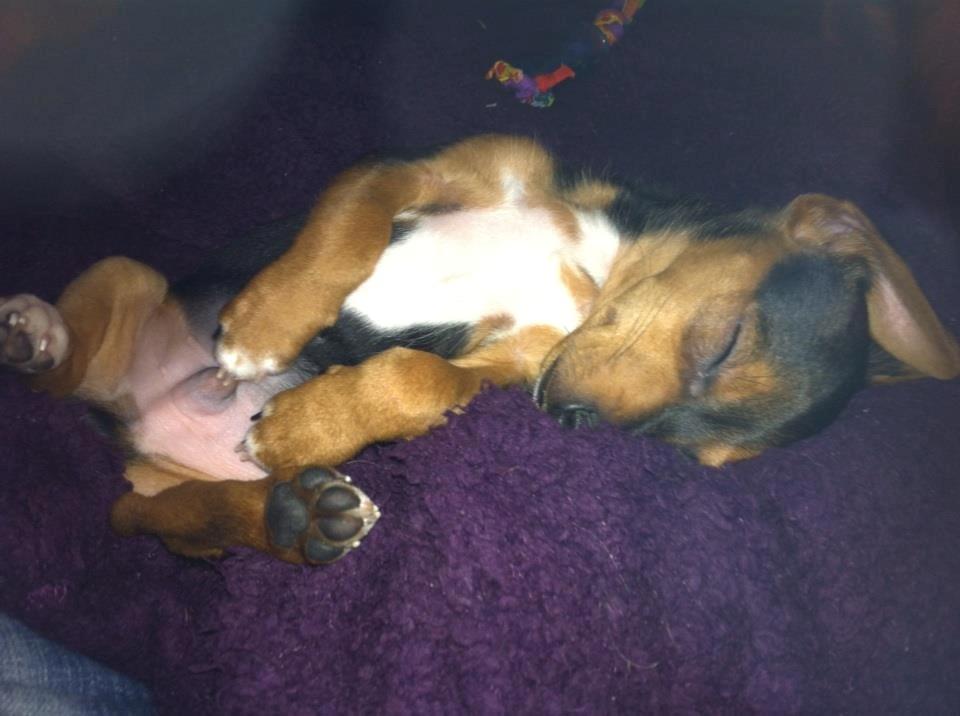 Blanding af racer Diego billede 10