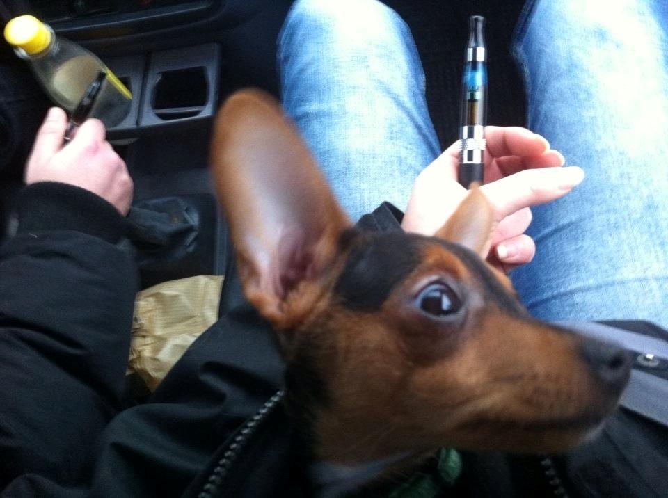 Blanding af racer Diego billede 8