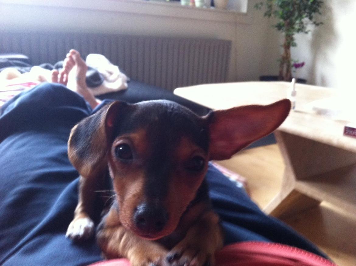 Blanding af racer Diego billede 9