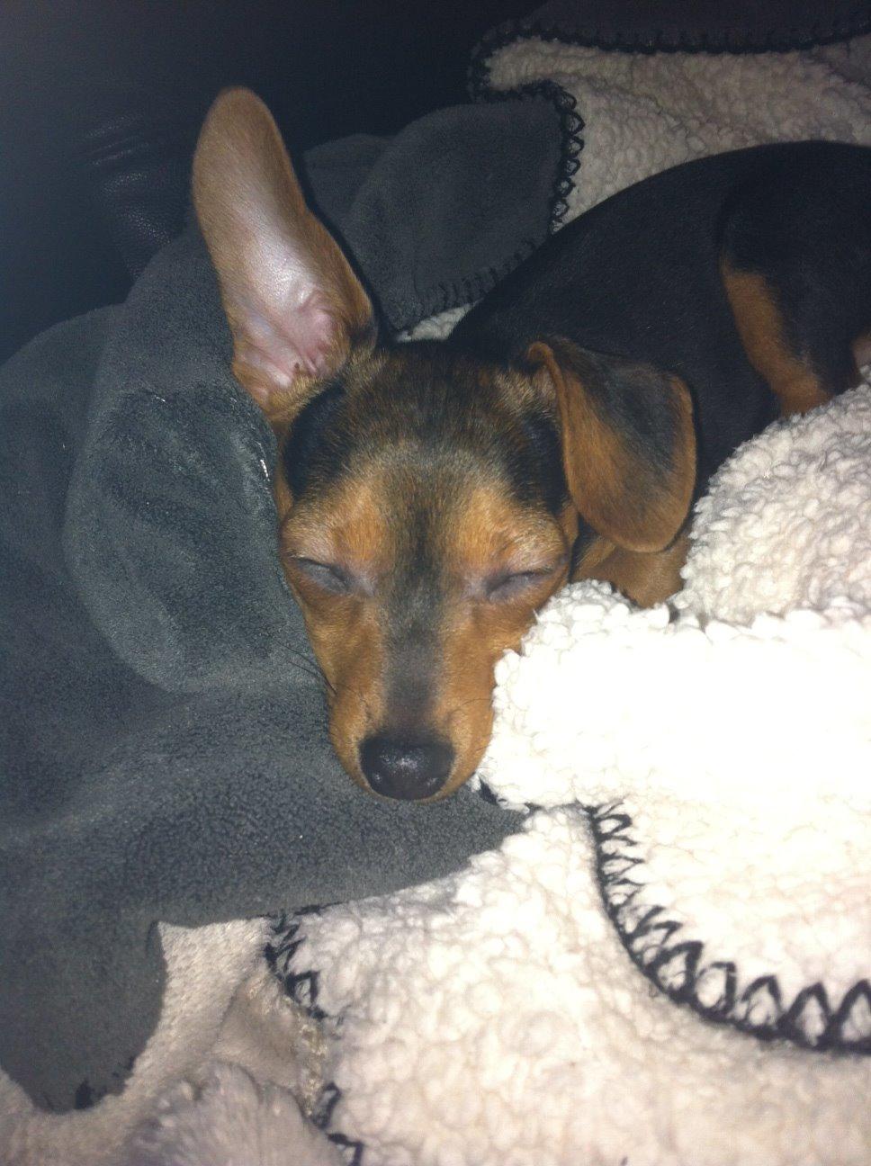 Blanding af racer Diego billede 5