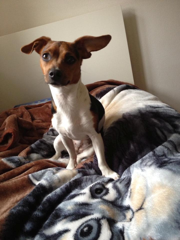 Blanding af racer Diego - Diego´s Mor billede 16