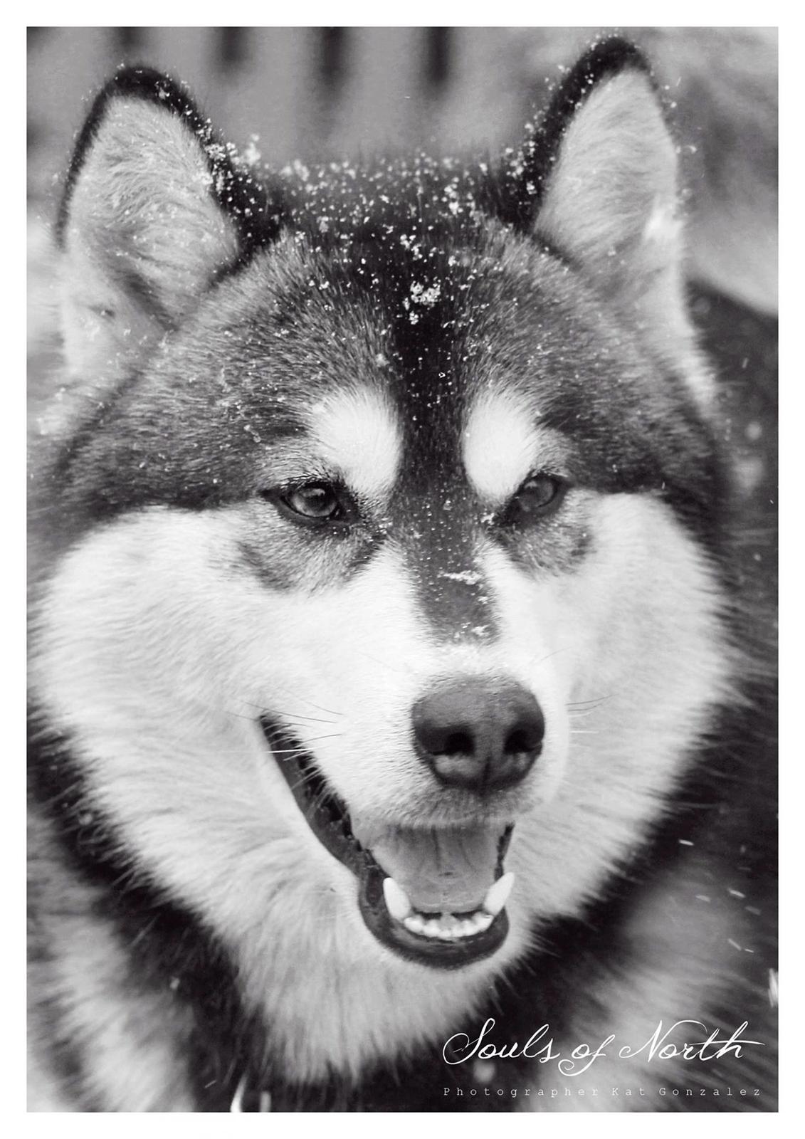 Blanding af racer Loke billede 20