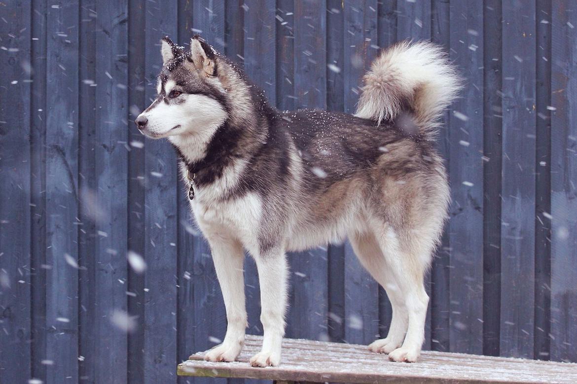 Blanding af racer Loke billede 21