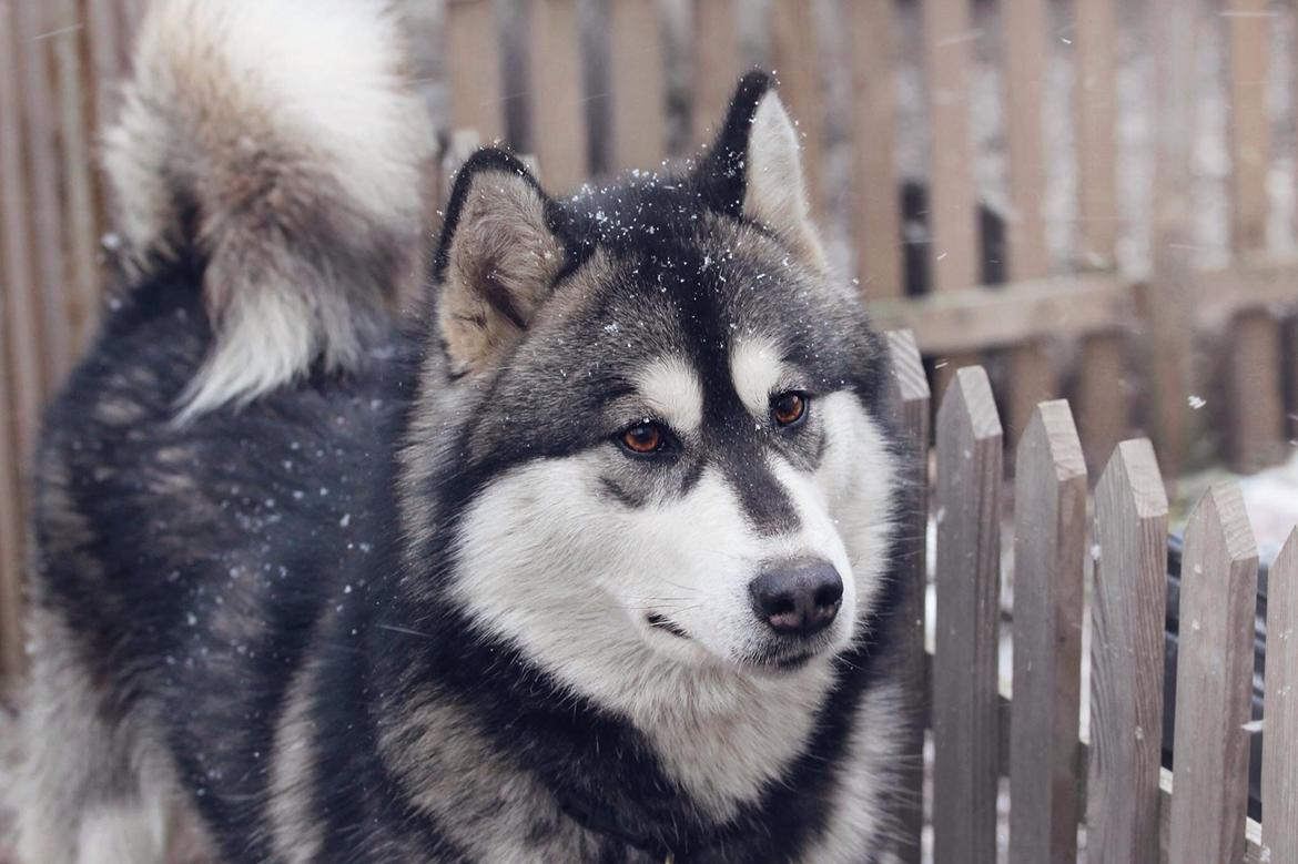 Blanding af racer Loke billede 22