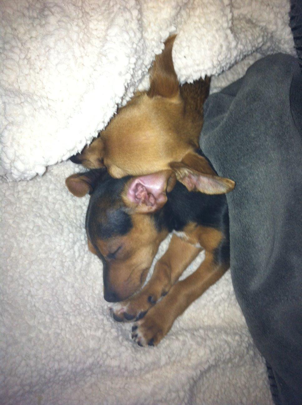 Blanding af racer Diego - Pluto og Diego billede 14