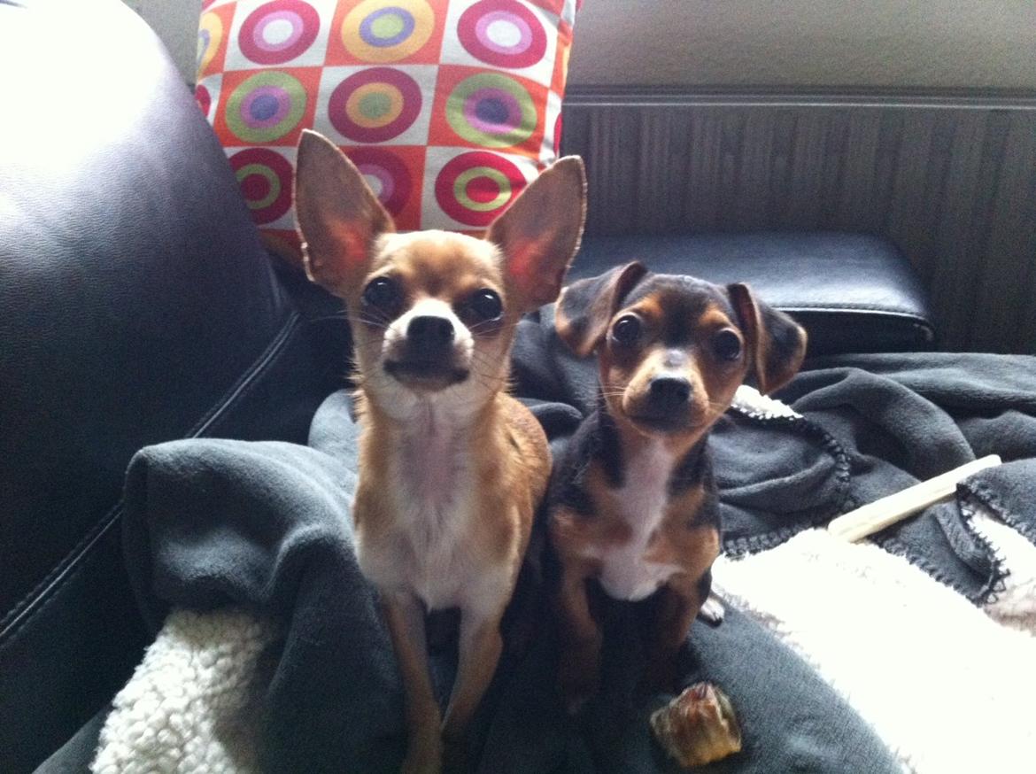 Blanding af racer Diego - Pluto og Diego 6-1-14 billede 15