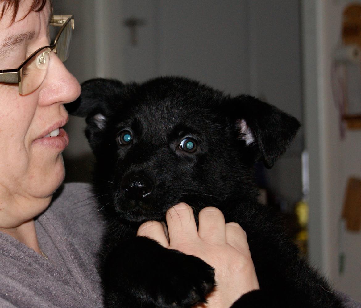 Schæferhund Jen-Ager's Una *Skygge* - Baby skygge og Mormor billede 24