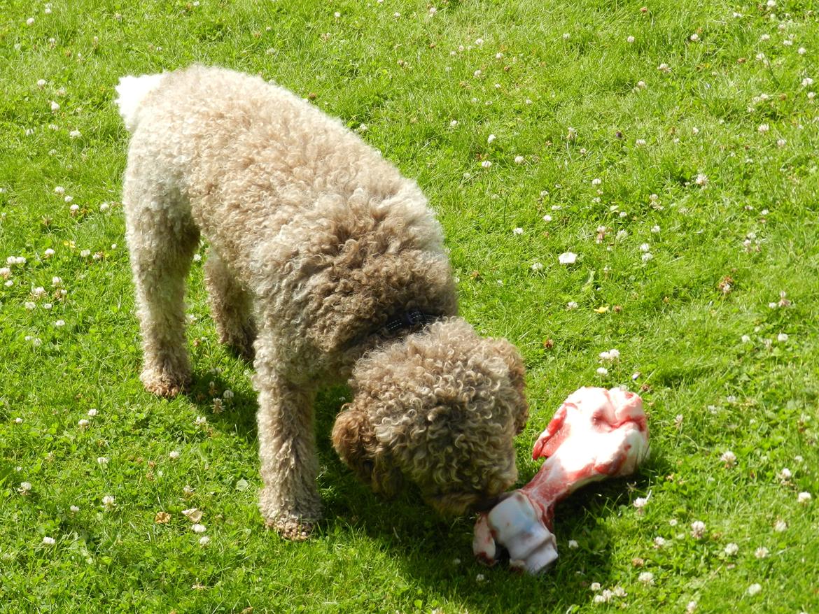 Lagotto romagnolo Sophus - Nam nam lækkert  billede 6