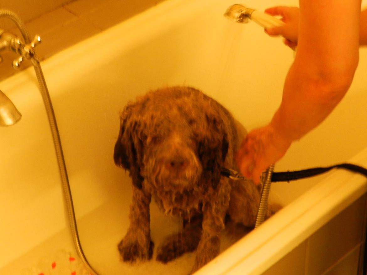 Lagotto romagnolo Sophus - Åh nej BAD! billede 7