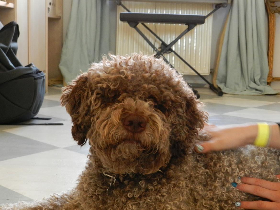 Lagotto romagnolo Sophus billede 8