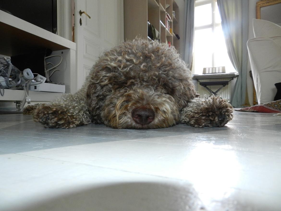 Lagotto romagnolo Sophus - Zzzz! billede 9