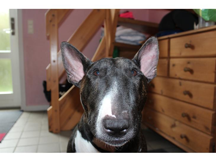 {{currentPhoto.altText}} billede {{currentPhoto.number}}