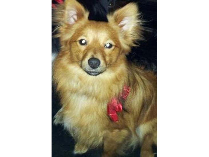 {{currentPhoto.altText}} billede {{currentPhoto.number}}